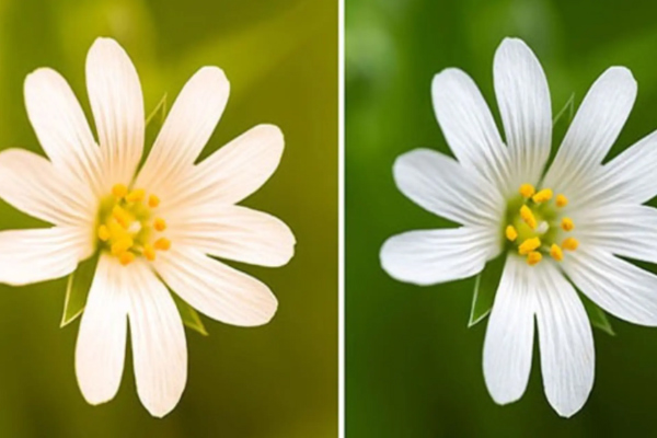 vì sao cân bằng trắng quan trọng